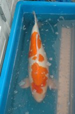 DSC_0033.JPG