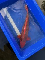 Koi01.jpg