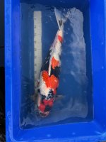 Koi02.jpg