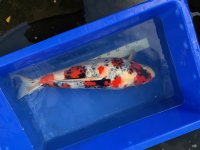 Koi03.jpg