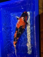 Koi07.jpg