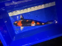 Koi08.jpg