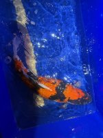 Koi09.jpg