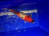 Koi10.jpg