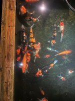 Koi11.jpg
