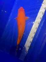 Koi12.jpg