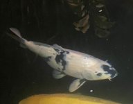 Koi13.jpg