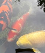 Koi14.jpg