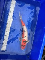 Koi15.jpg