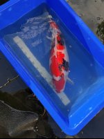 Koi16.jpg